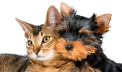 Animaux domestiques